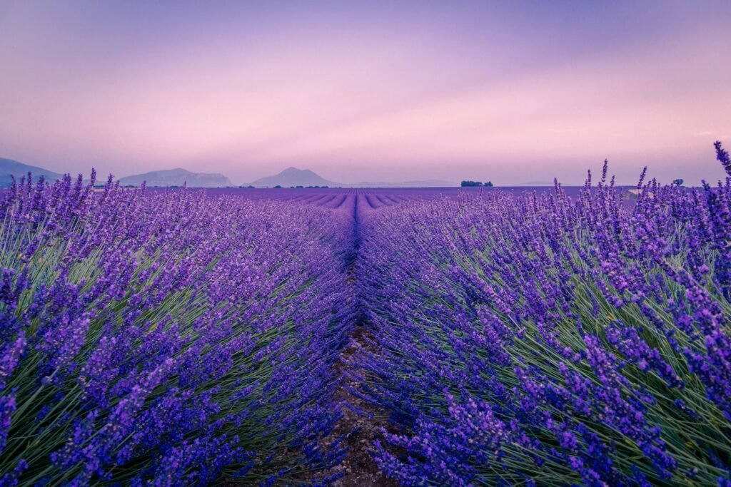 Champ de lavande en Provence